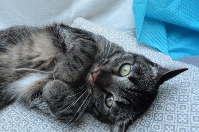 #PraCegoVer: Fotografia da gata Sissi. Ela tem a cor cinza com listras pretas. Seus olhos são verdes